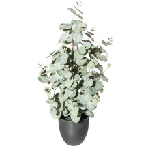 Eucalyptusplant in pot
