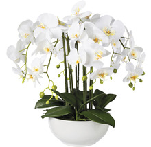Witte orchidee in witte pot