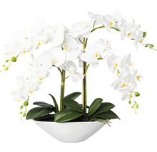 Decoratieve witte orchidee in pot