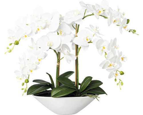 Decoratieve witte orchidee in pot