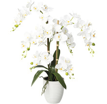Witte orchidee in pot als kamerdecoratie