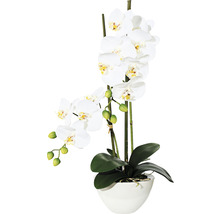 Decoratieve orchidee in pot