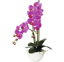 Orchidee in witte pot