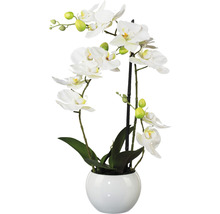 Orchidee in een pot