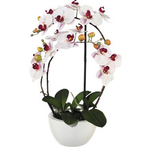 Orchidee in pot met witte bloemen en groene bladeren