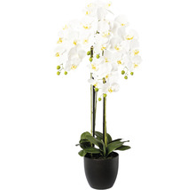 Orchidee in zwarte pot