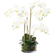 Decoratieve orchidee in glazen vaas
