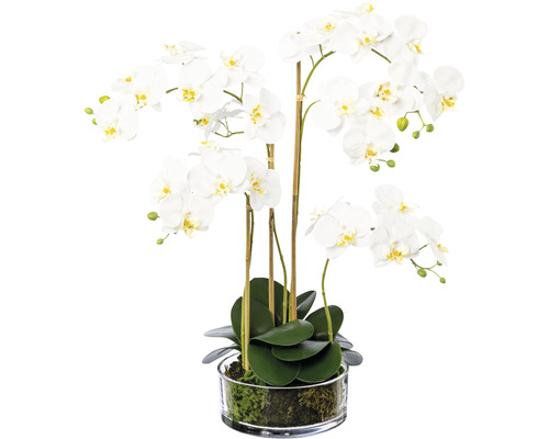 Kunstplant Vlinderorchidee wit in glas H 50 cm