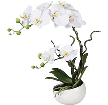 Decoratieve orchidee in witte keramische schaal
