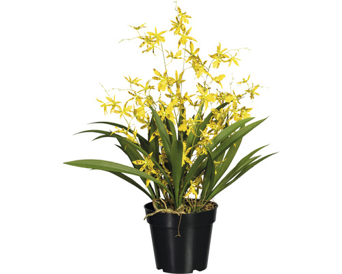 Kunstplant Oncidium orchidee dancing queen geel in pot H 60 cm