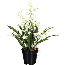 Kunstmatige kamerplant met witte bloemen in zwarte pot