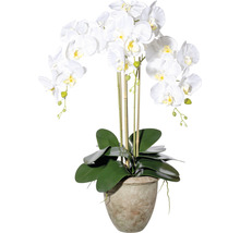 Decoratieve witte orchidee in pot voor binnenshuis