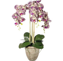 Orchidee in pot als kamerdecoratie