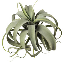 Tillandsia, een bladrijke kamerplant