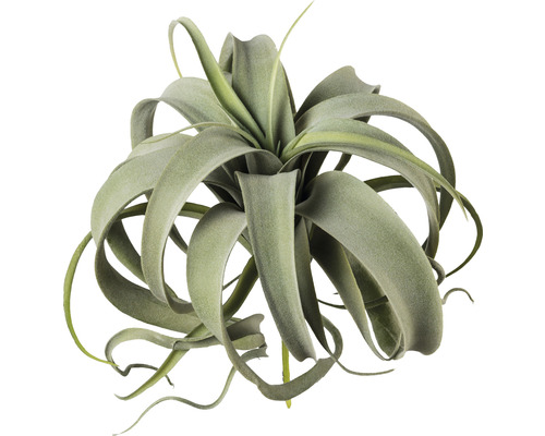 Tillandsia, een bladrijke kamerplant
