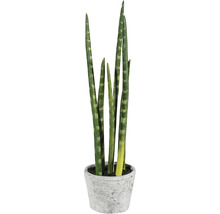 Sansevieria cylindrica in een pot
