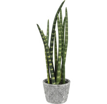 Sansevieria cylindrica kamerplant in een pot