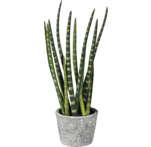 Sansevieria plant in pot