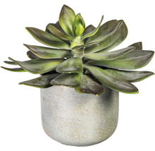 Vetplant in decoratieve pot
