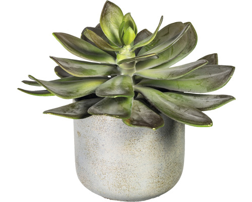 Vetplant in decoratieve pot
