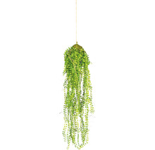 Hangplant met groene bladeren ter decoratie