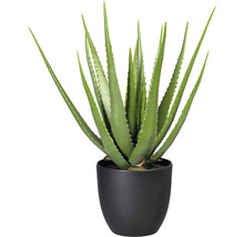 Aloe vera plant in zwarte pot