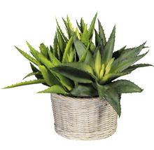 Kunstmatige Aloë Vera plant in gevlochten mand