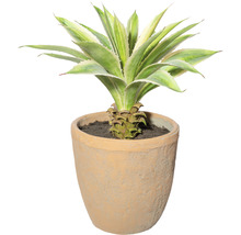 Agave in een pot
