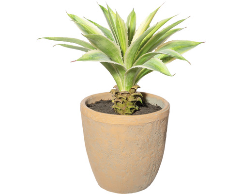 Kunstplant Agave in pot groen-crème H 35 cm