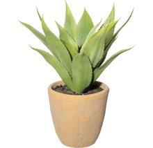 Agave in terracotta pot als kamerplant