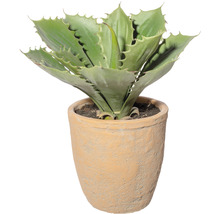 Agave in een pot