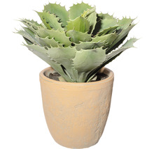 Agave in een pot