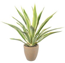 Agave in een pot
