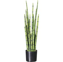 Sansevieria plant in pot