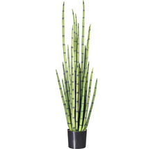 Kunstmatige Sansevieria cylindrica in zwarte pot