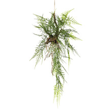 Hangplant met groene bladeren ter decoratie