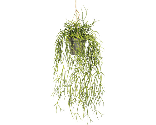 Kunstplant Rhipsalis hangplant groen in pot H 60 cm
