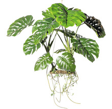 Monstera kamerplant met hangende scheuten