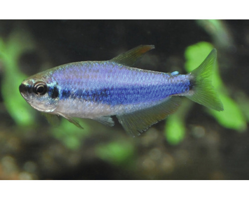 Blauwe Perusalmler in aquarium