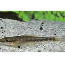 Modderkruiper in aquarium