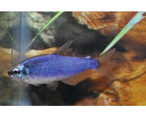 Blauwe koningstetra in aquarium