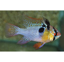 Vlinderbaars in aquarium
