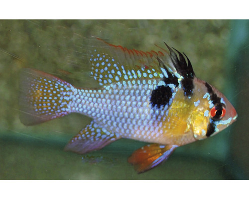 Vlinderbaars in aquarium