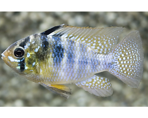 Dwergcichlide in detail