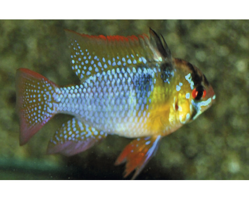 Afbeelding van een dwergchromide