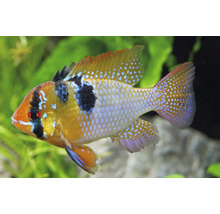 Vlinderbaars in aquarium
