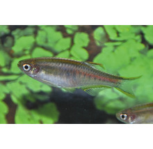 Citroenzalm in aquarium