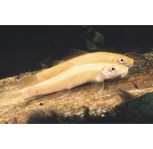 Twee Siamese algeneters in aquarium