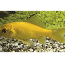 Goudvis in aquarium