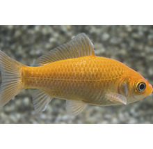 Goudvis in aquarium